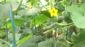 Огурец ленара на 26 мая