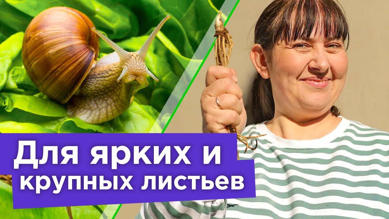 ПОДКОРМИТЕ ЭТИМ ХОСТЫ ВЕСНОЙ, чтобы кусты были пышные! Защита от слизней и посадка хост весной смотреть онлайн