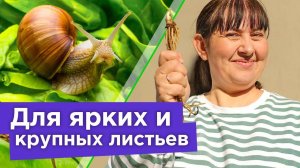 ПОДКОРМИТЕ ЭТИМ ХОСТЫ ВЕСНОЙ, чтобы кусты были пышные! Защита от слизней и посадка хост весной