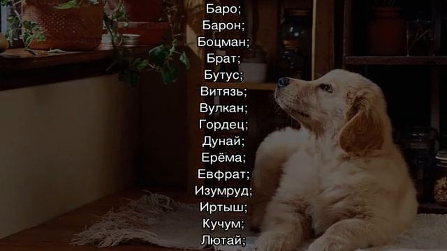 Как назвать щенка мальчика дворняжку или девочку смотреть онлайн