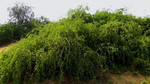 Лунный календарь. Какой календарь был у древних арабов. Часть 1 смотреть онлайн