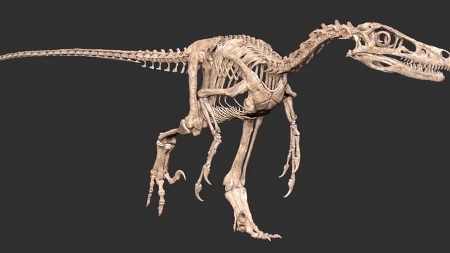 Natural Position Of Velociraptor Skeleton
