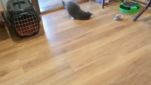 Игрушка для кошки | Какую мышку выбрать? ? | Так и Живём | 06.01.2022 смотреть онлайн