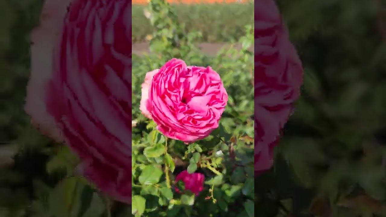 саженцы чайно-гибридных роз оптом и в розницу купить http://rosebushes.ru/ смотреть онлайн