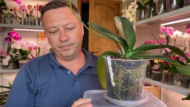 КОРНИ ОРХИДЕЙ ТЯНУТЬСЯ к ЭТОМУ в разных СПОСОБАХ посадки на примере 6 орхидеи ЛЕГАТО смотреть онлайн