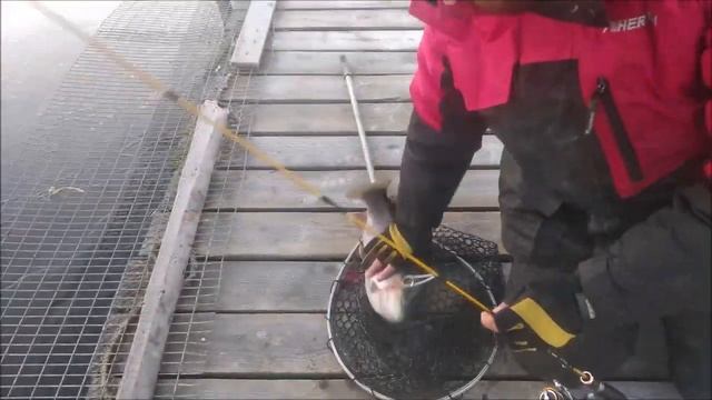 Клевое Место д. Савельево. Обзор с водоёма! смотреть онлайн