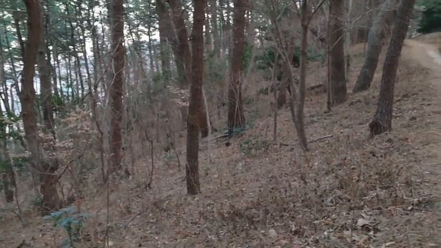 풍산개는 생각한다 고로 존재한다. Korean Dogs корейская собака Cani coresi Chiens Coréens Perros coreanos Hunde смотреть онлайн