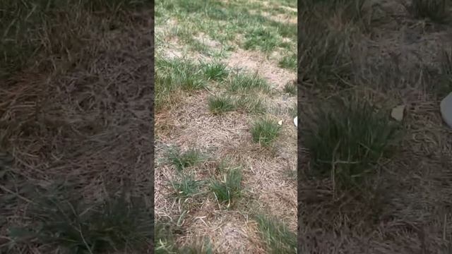 Чёрная Белка-Мутант с Белым Хвостом. Рыжих, Серых и Чёрных Видели, но Такой ещё Никогда!!! смотреть онлайн