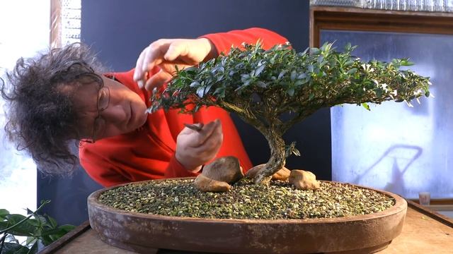 Pine Branches and My Serissa foetida Bonsai, The Bonsai Zone, Dec 2019 смотреть онлайн