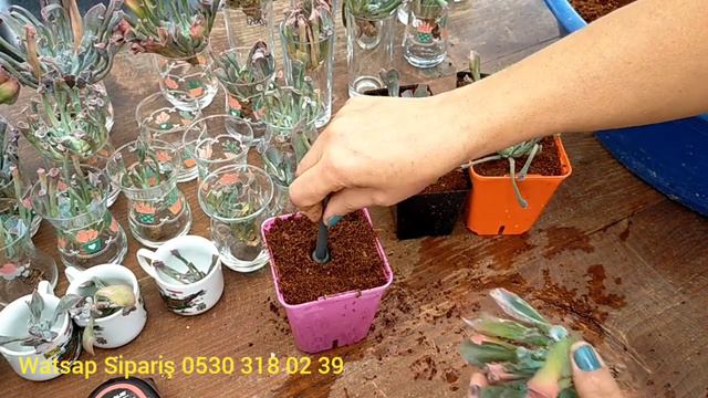 Kore'den Gelen Sukulentleri Diktim/ECHEVERİA TRUMPET PİNKY смотреть онлайн