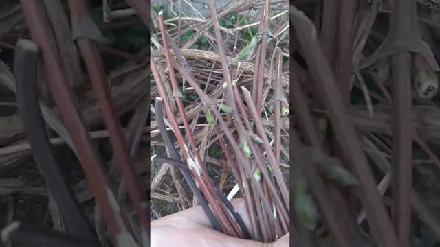 Омолодила старый куст клематиса Джекмани. Взяла черенки