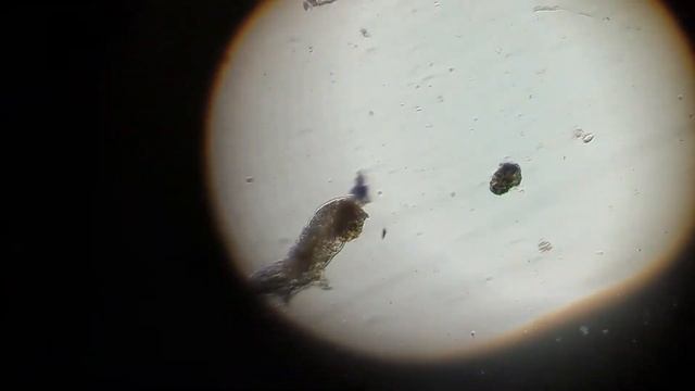 Как найти тихоходку. Даю тихоходке 