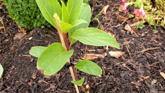 Метельчатая Гортензия. Часть 1. Как с формировать на высоком штамбе. смотреть онлайн