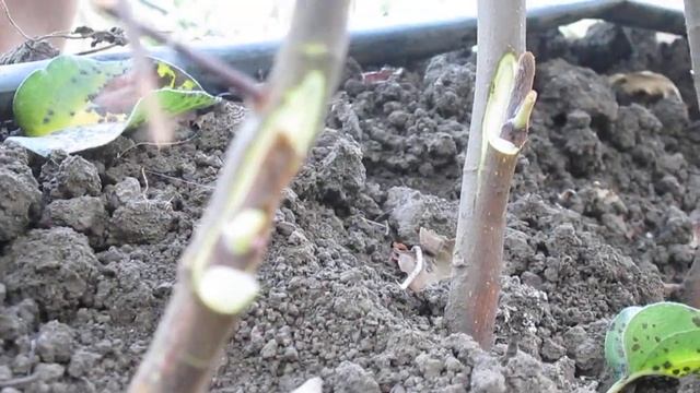 Окулировка плодовых летом ЛисСад смотреть онлайн