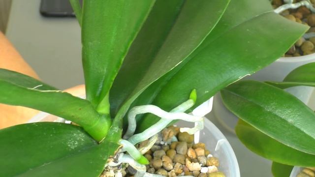 КРАСНЫЙ КЛЕЩ и Орхидеи. ?ВРАГА НУЖНО ЗНАТЬ В ЛИЦО!!!? Как и Чем бороться ？？？ Мой ОПЫТ...КРАСНЫЙ К смотреть онлайн