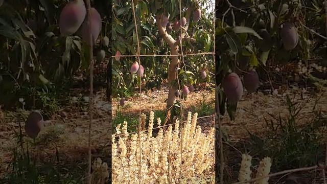 Как растет манго? смотреть онлайн