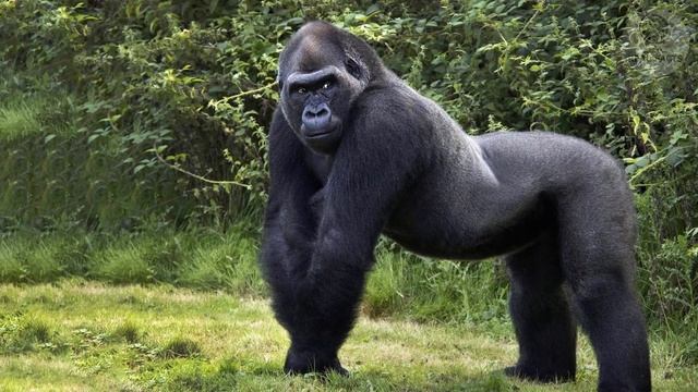 A huge gorilla was hiding something in his powerful paws. Having seen what it was, everyone gasped смотреть онлайн