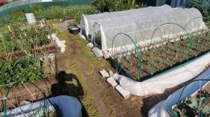 Счастье луковое. Обзор посадок лука -  севок, Эксибишен, Глобо и Ялтинский. Обновили забор сеткой