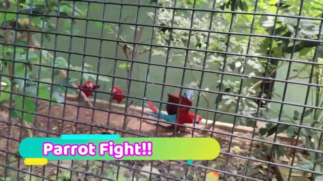 Jurong Bird Park Singapore# Bird Show # Best place to visit in Singapore. смотреть онлайн