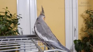 Учим попугая говорить "Я твое солнышко" ? Урок для попугая корелла №3