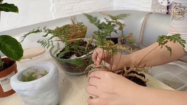 Большая пересадка. Новиночки: папоротник Даваллия, калатея Сандериана, калатея Луизы Мисто смотреть онлайн