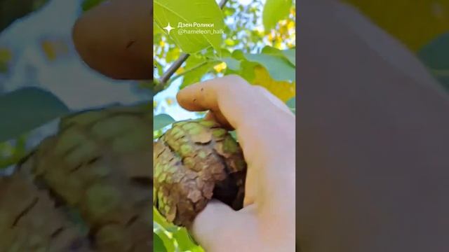 как растёт грецкий орех смотреть онлайн