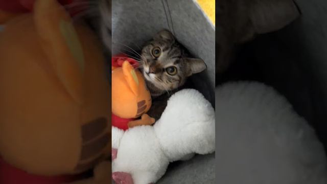 Алиса забралась в мои игрушки) смотреть онлайн