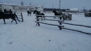 перегоняем лошадей// выпускаю жеребенка в основной табун, после отьема