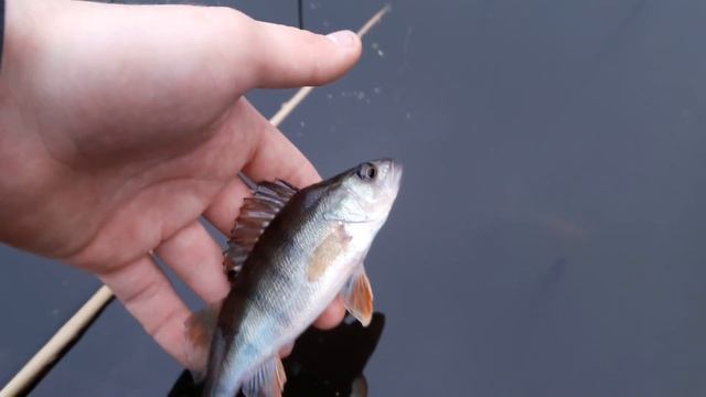 Ловля окуня в декабре! Лип Грип ОКУНЮ в РОТ! смотреть онлайн