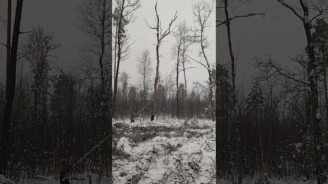 Валка дуба и пришла беда с моей бензопилой смотреть онлайн