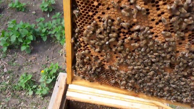 Пересаживаю пчелосемьи в новые улья (часть 1)