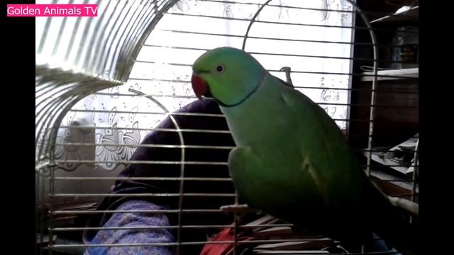 Индийский Попугай/Indian green parrot Animals with relaxing music Movies смотреть онлайн