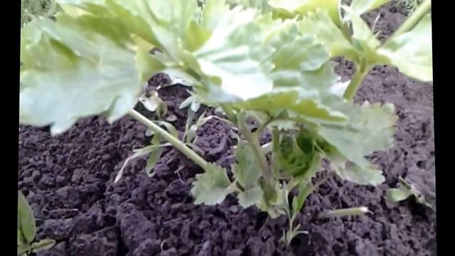 Как вырастить ЧЕРЕШКОВЫЙ СЕЛЬДЕРЕЙ. Как ухаживать.