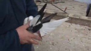 Серпастые-выворотные голуби у Игоря.