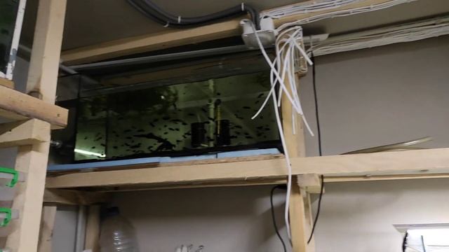 Ремонт аквариума и переезд разводни. смотреть онлайн