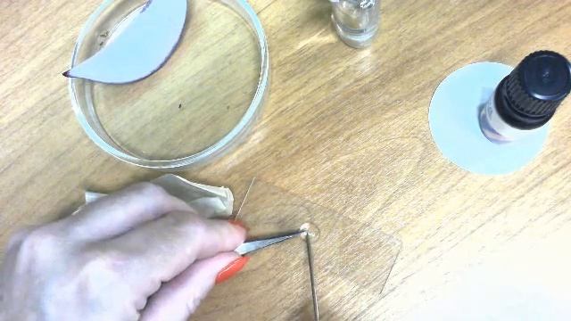 Приготовление препарата кожицы чешуи лука КИА АНО СОШ Содружество смотреть онлайн