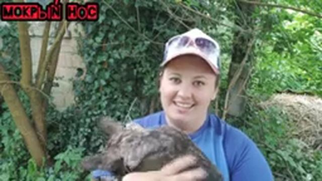 При покупке щенка ты обязан это узнать! Вопросы заводчику. Мокрый нос. смотреть онлайн