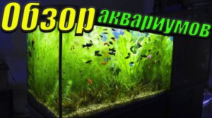 Обзор аквариумов! [Решил избавиться от палюдариума! Показал мальков тернеции!]