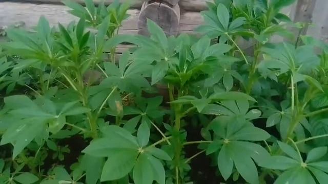 ГЕЛИОТРОП И КЛЕОМА / НЕОБЫЧНЫЕ РАСТЕНИЯ В НАШЕМ САДУ смотреть онлайн