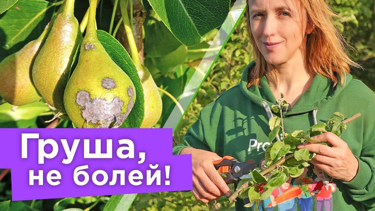 ОПРЕДЕЛЯЕМ БОЛЕЗНИ ГРУШИ ПО ЛИСТЬЯМ! Самые частые заболевания груш и чем их лечить смотреть онлайн