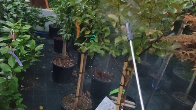 обработка от тли на лагистриемий или индийской сирени. смотреть онлайн