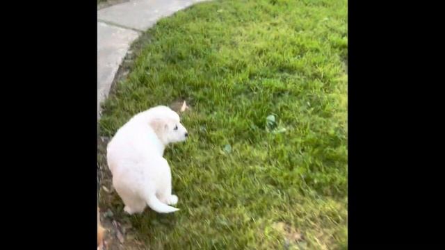 Mr. Wren, the 2 month old Great Pyrenees puppy смотреть онлайн