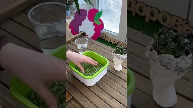 Микрозелень гороха ? Семена «Здоровья КЛАД» смотреть онлайн