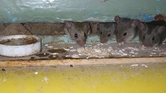 Слепой мышонок со своей большой семьей пришел покушать Серая домовая мышь смотреть онлайн