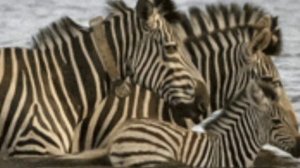 Учим Домашних Животных Корова Дикие животные Слон Тигр Развивающие Мультики для Детей