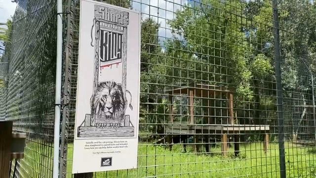 Big Cat Rescue Home Tour Nikita Lion смотреть онлайн