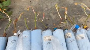 Распаковка посылки из питомника Мамарозы. 3х месячные вместо 2х летних