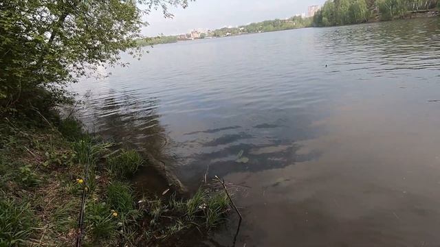 Рыбалка на Москва-реке. Улов разных видов рыб смотреть онлайн
