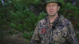 Охота на тетерева на току: Как найти ток, построить шалаш, подманить тетерева