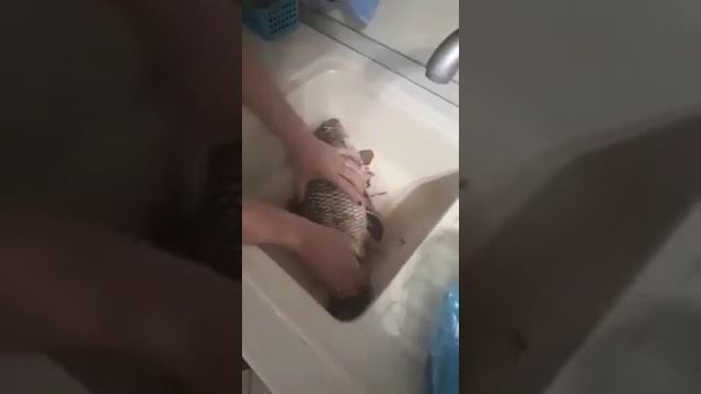 как легко чистить рыбу от чишуи